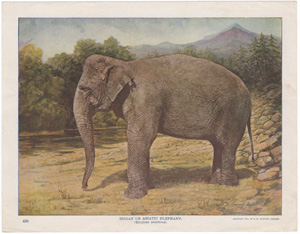 Indian or Asiatic Elephant